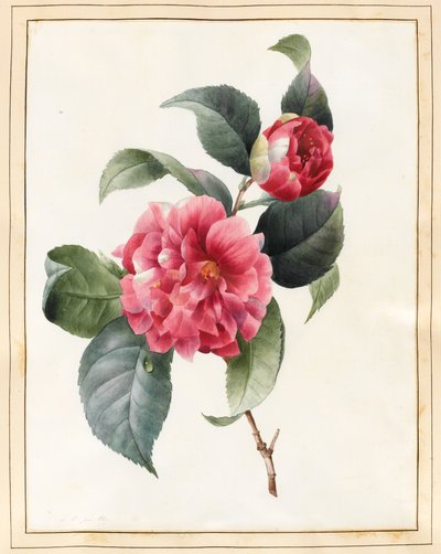 Camellia, 1827 de Louise DOrleans